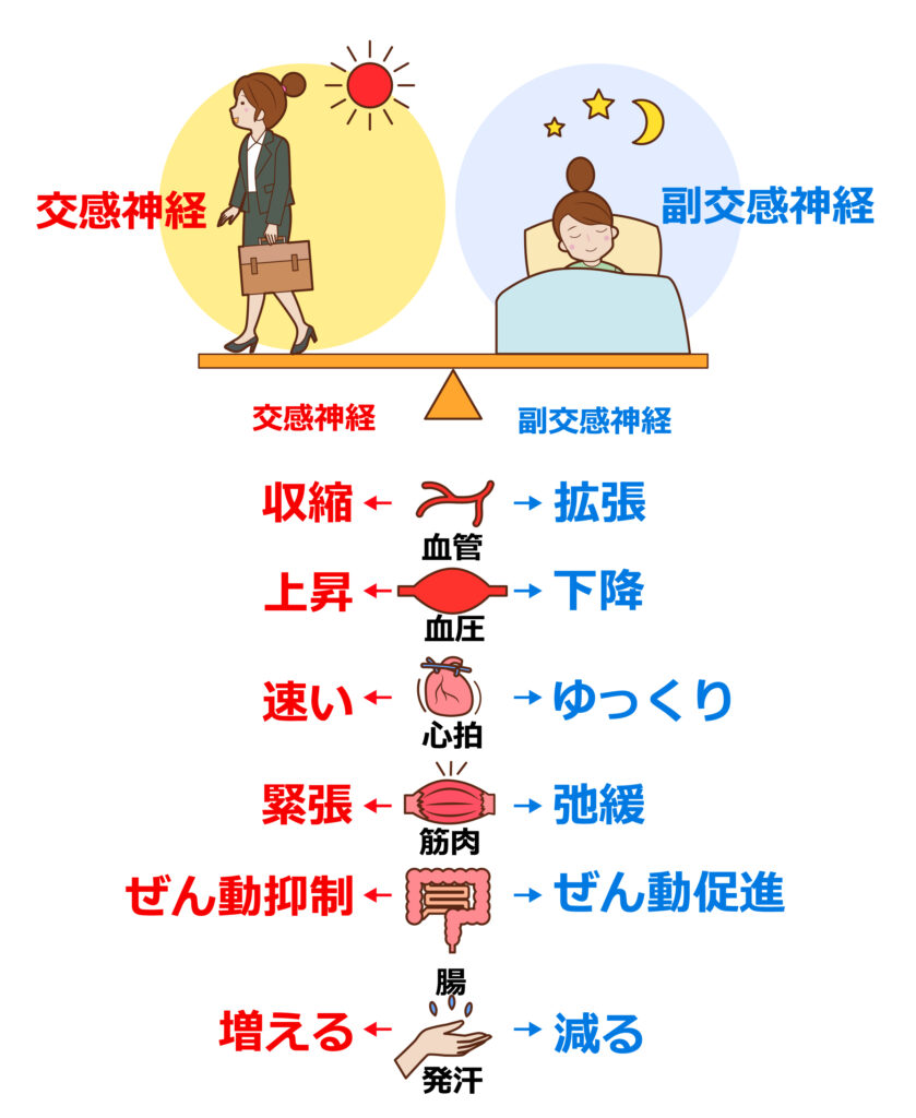 【簡単に解説】交感神経とは【元気に活動するために必要なもの】 » akaragao blog